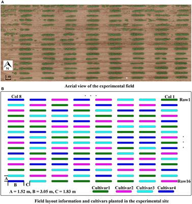 In-field High Throughput Phenotyping and Cotton Plant Growth Analysis Using LiDAR